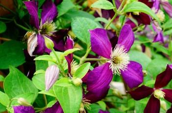 格伦沃尔德铁线莲