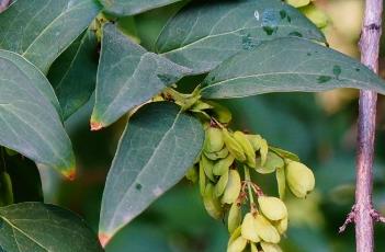 雪柳 雪柳干枝开过花就报废了吗