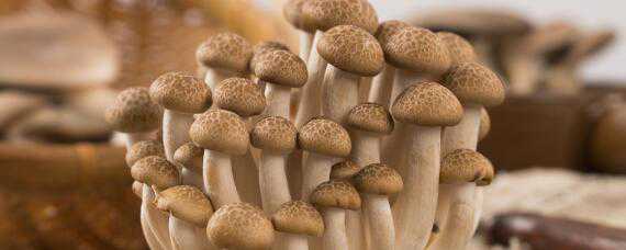 蘑菇生长周期 蘑菇生长周期示意图
