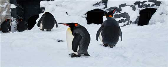 为什么帝企鹅在冬天繁殖（为什么帝企鹅在冬天繁殖而不是夏天）