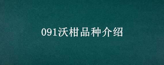 091沃柑品种介绍（091沃柑种植前景怎样）