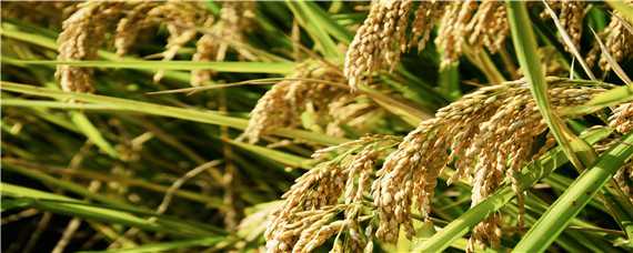 优质水稻品种 优质水稻品种有哪些?