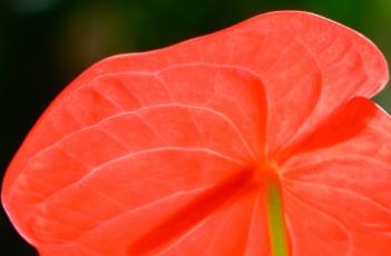 花烛 花烛放在室内有毒吗