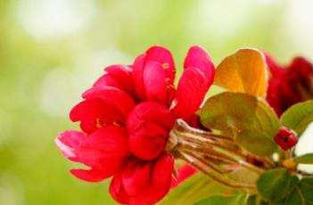 亚当（亚当斯一家）