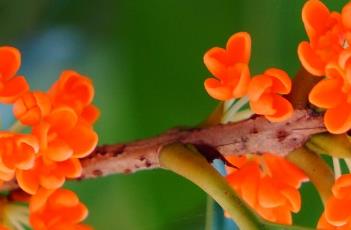 丹桂 丹桂的功效与作用