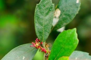 中华蚊母树（中华蚊母树的风水）