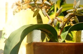 千岁兰（千岁兰捕捉的水汽主要来自）