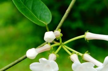马达加斯加茉莉（马达加斯加茉莉的养殖方法和注意事项）