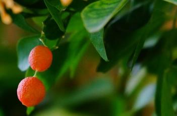 九里香 九里香为什么不吉利