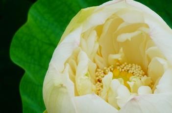 白雪公主 白雪公主的故事