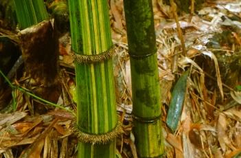 花巨竹（巨龙竹简介）