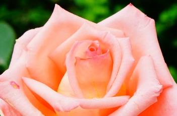 优雅 优雅和幽雅的意思区别