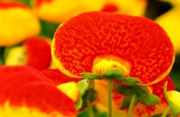 蒲包花的繁殖方法（蒲包花的繁殖方法视频）