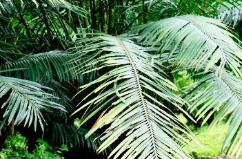 海南苏铁（海南苏铁是几级保护植物）