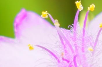 魅力阳光紫露草