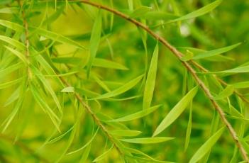 黄金香柳（黄金香柳养殖方法和注意事项）
