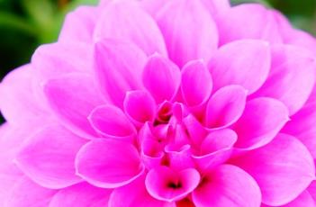 小丽花的花语