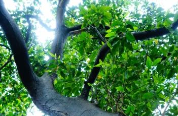 白兰 白兰地怎么喝比较好