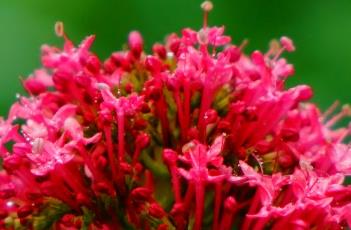 红缬草 红缬草图片