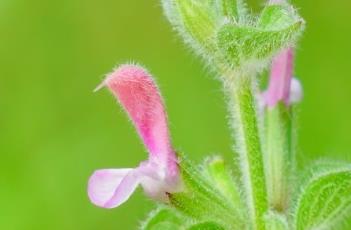 彩苞鼠尾草