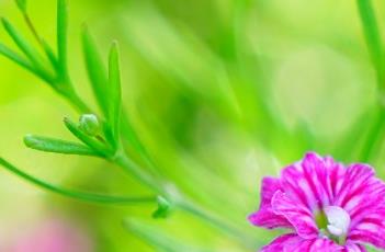 吉普赛满天星（吉普赛满天星种植时间和方法）