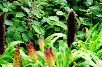 翡翠公主观赏谷子