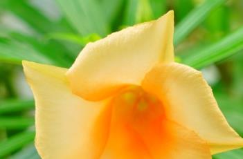 红酒杯花 红酒杯花的折叠