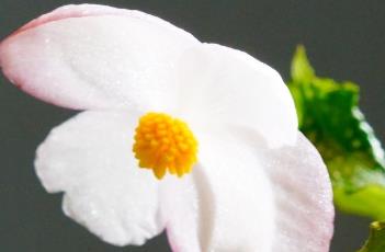 水鸭脚（水鸭脚的功效）