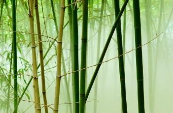 桂竹（桂竹讨债法详解）