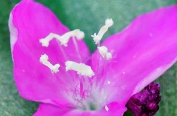 吊竹梅 吊竹梅为什么不能种家里