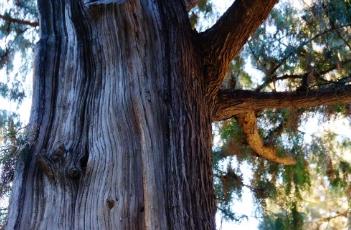 侧柏 侧柏籽的功效与作用