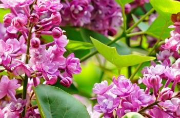 紫丁香（紫丁香图片）