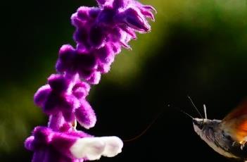 紫绒鼠尾草 紫花鼠尾草