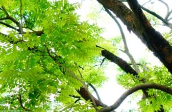 复羽叶栾树 复羽叶栾树