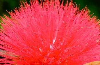 朱缨花 朱缨花的功效与作用