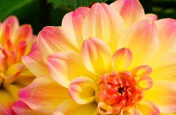 小丽花的花语
