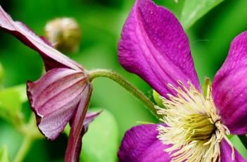 格伦沃尔德铁线莲