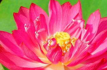 红樱桃（红樱桃饭店香炉山店）