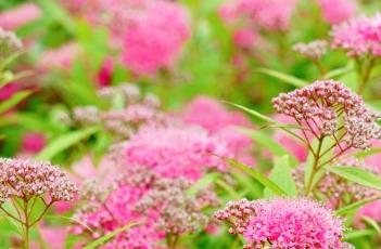 粉花绣线菊 粉花绣线菊花语