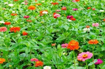 百日菊的花语