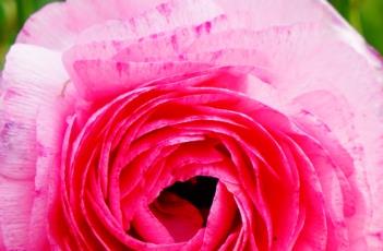 花谷花毛茛 花毛茛鲜花