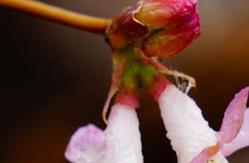 樱桃忍冬种子繁殖方法 樱桃忍冬种子繁殖方法图解