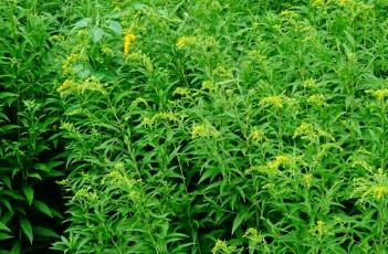 加拿大一枝黄花