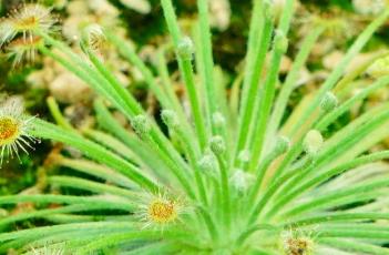 布鲁姆斯茅膏菜（弗洛里茅膏菜）