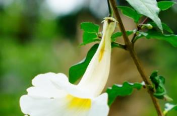 白花山牵牛 白花牵牛花