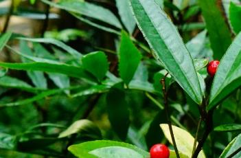 百两金（百两金的功效与作用）