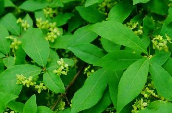 卫矛（卫矛树图片）