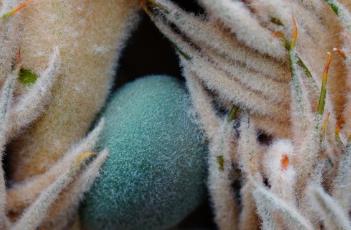 苏铁（苏铁志）