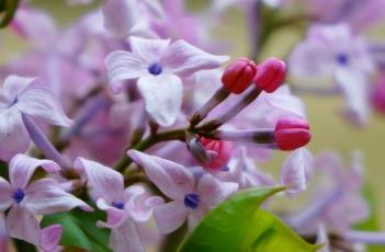 紫丁香（紫丁香树图片和介绍）
