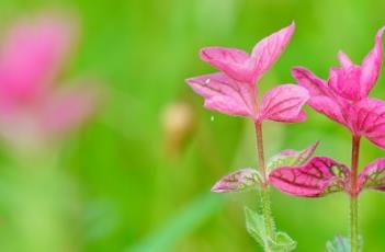 彩苞鼠尾草（蓝花鼠尾草）